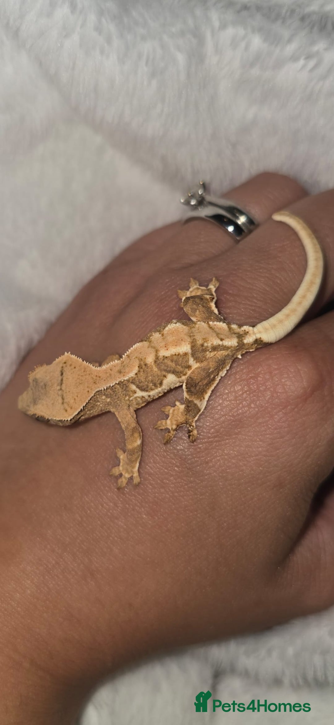 Gecko reptiles for sale: Baby Crested Geckos - Lilly whites - Image 1
