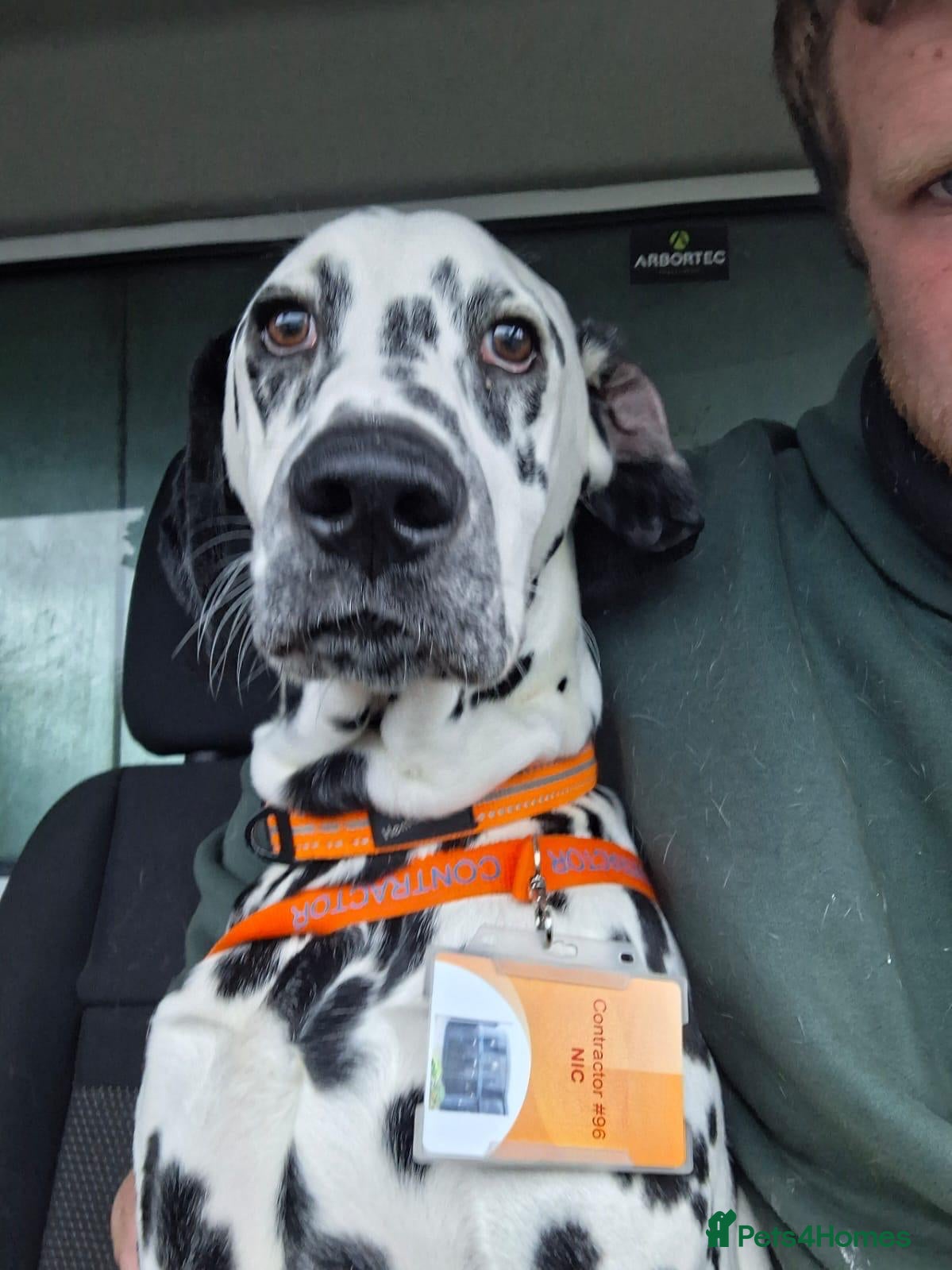 Dalmatian dogs Dalmation (Maui) 1 year old  - Advert 3
