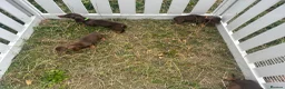 Miniature Dachshund dogs for sale: Beautiful Chocolate & Tan Dachshund Pups Ready Now - Advert 9
