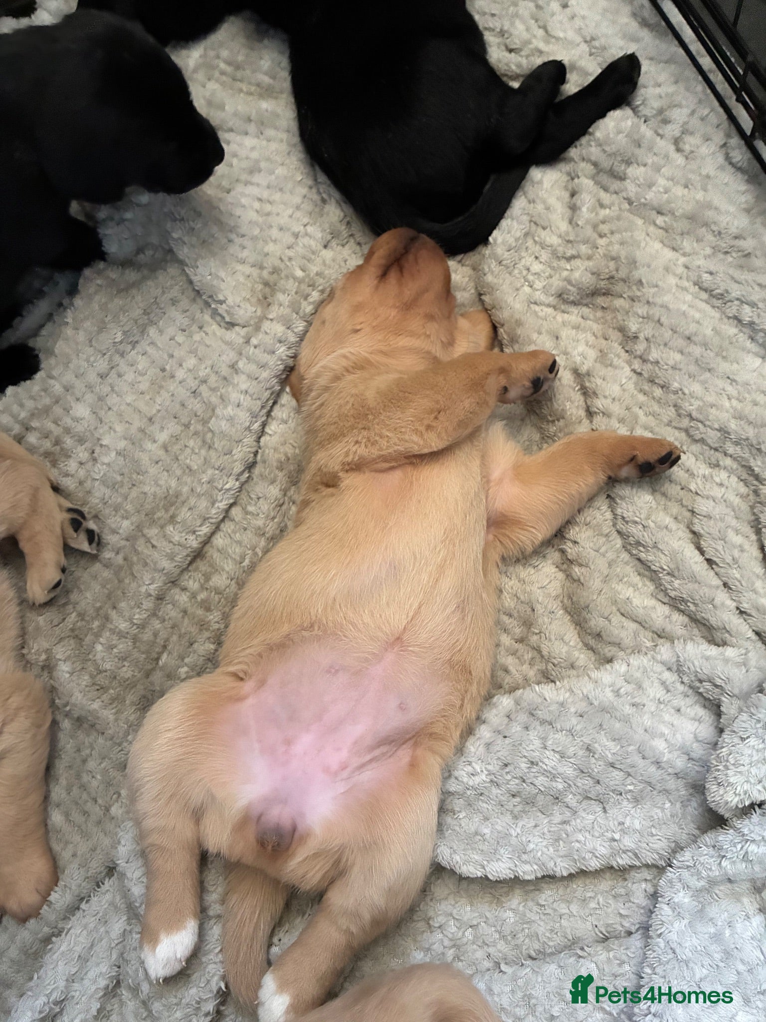Labrador Retriever dogs Kc registered Labrador puppies - Advert 5