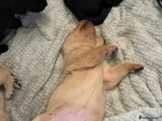 Labrador Retriever dogs Kc registered Labrador puppies - Advert 5