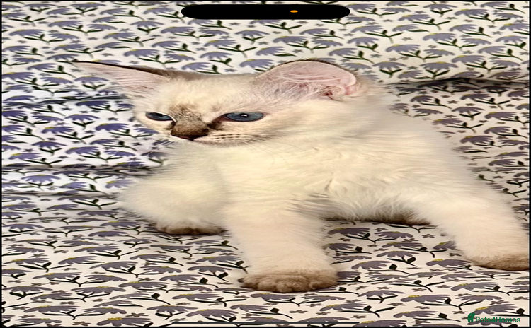 Ragdoll cats - Advert 4