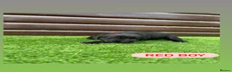Cockerdor dogs for sale: 6 beautiful cockerdor puppies - Advert 4