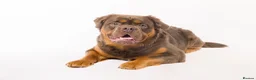 Olde English Bulldogge dogs for stud: Blue and Tan visual fluffy  in Huddersfield - Advert 3