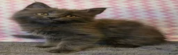 Maine Coon cats for sale: Gorgeous, sociable maine coon kittens  - Advert 29