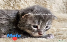 Maine Coon cats for sale: Quality Maine Coon kittens TICA registered  - Image 9