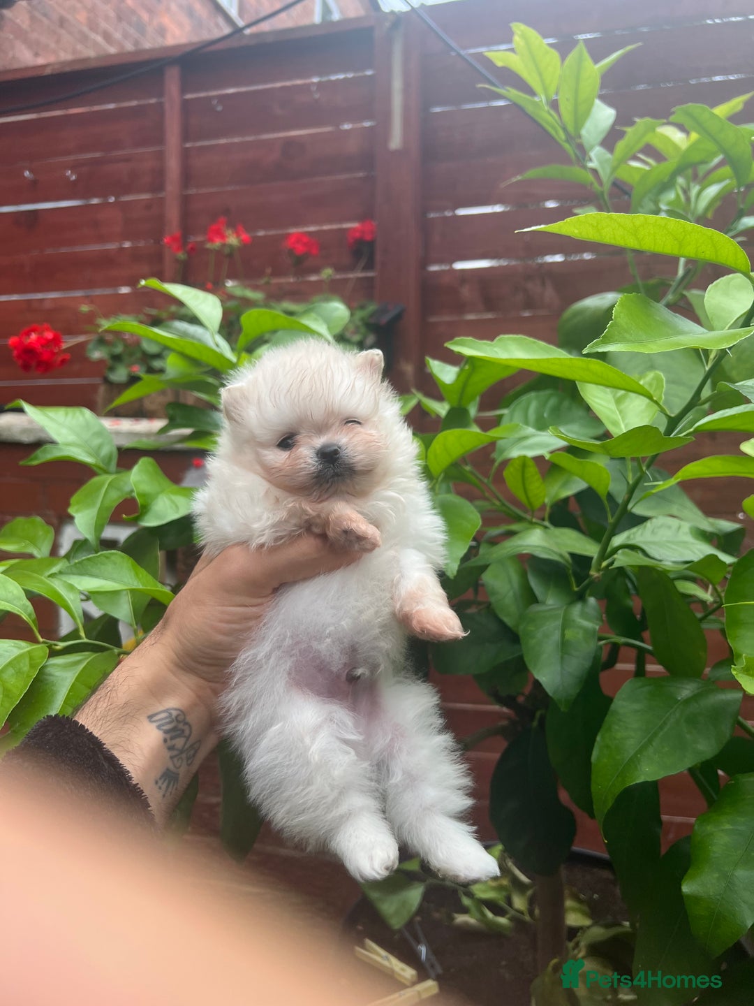 Pomeranian dogs for sale: Pomeranian toy  - Image 30