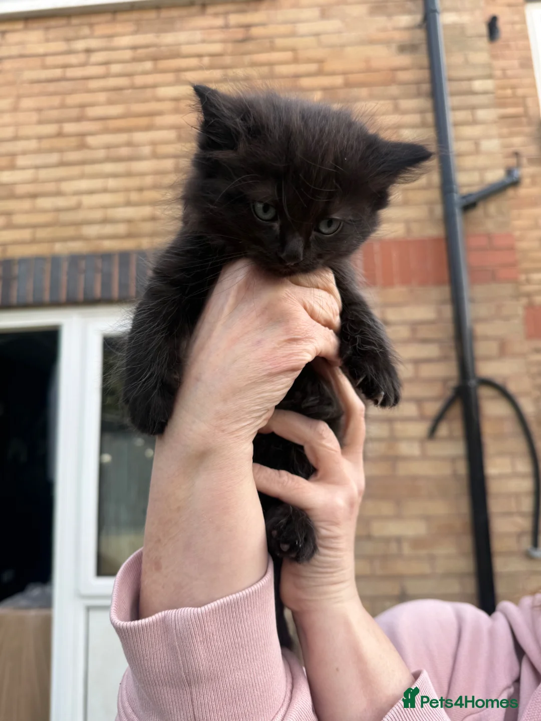 Ragdoll cats for sale: Ragdoll x British short hair - Advert 2