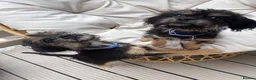 Mixed Breed dogs for sale: 2 Female Puppies - Advert 3