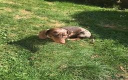 Dachshund dogs for stud: Charlie Davies  - Image 2