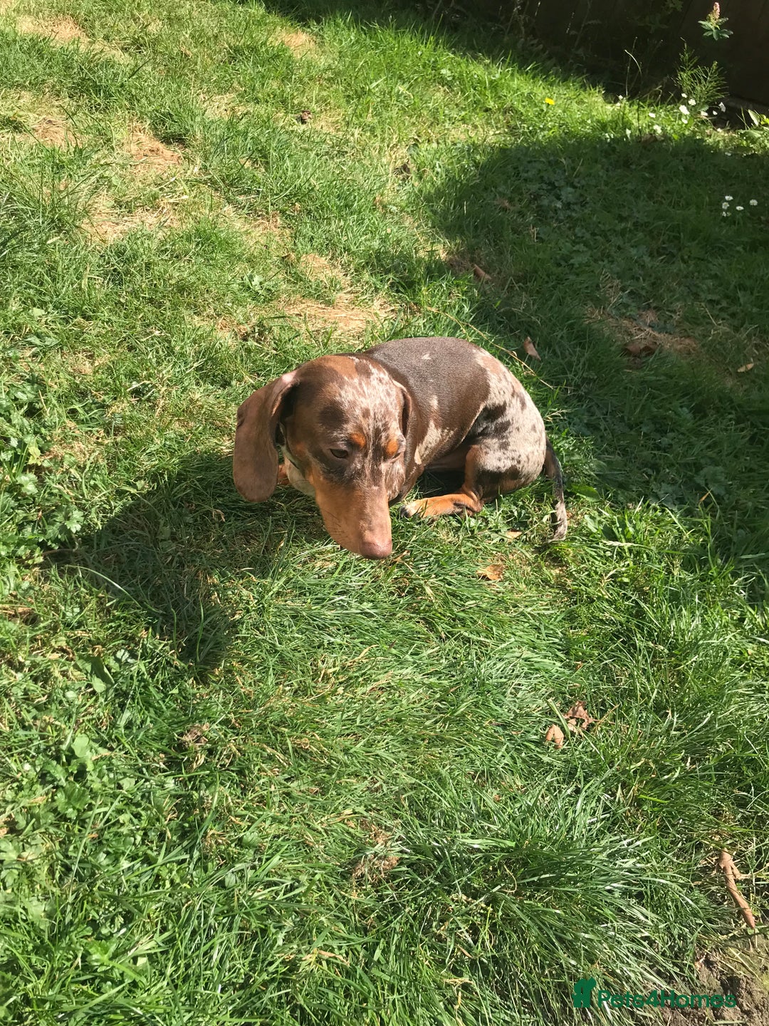 Dachshund dogs for stud: Charlie Davies  - Image 2