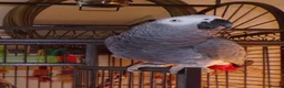 Parrots birds for sale: Male and female congo African Grey Parrots in Southampton - Advert 9