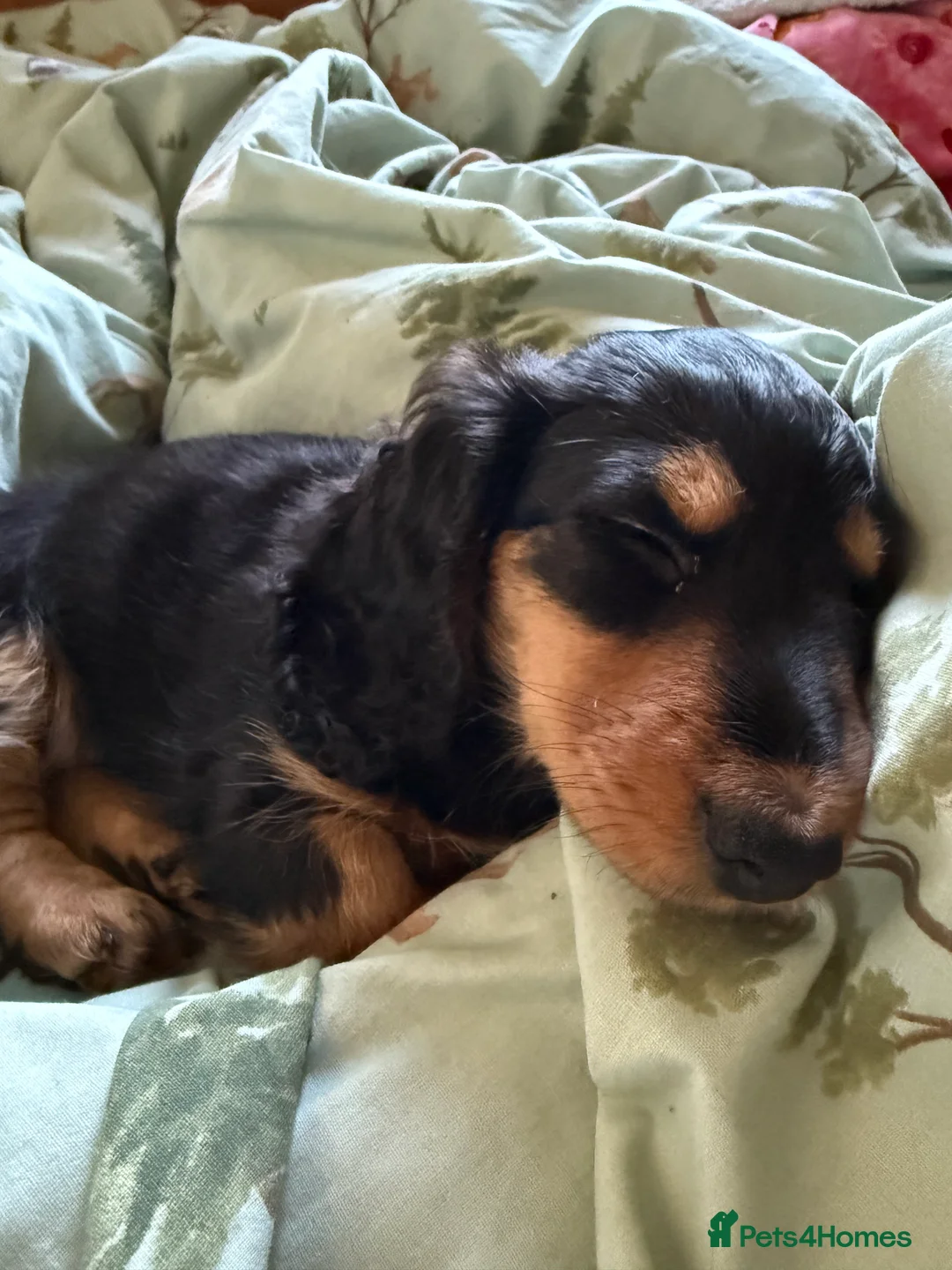 Miniature Dachshund dogs for sale: Miniature dachshund girl - Advert 3