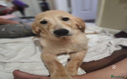 Golden Retriever dogs for sale: Amazing Golden retriever - Image 2