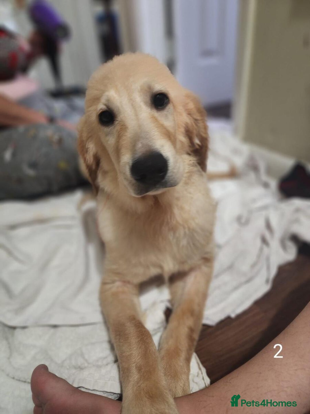 Golden Retriever dogs for sale: Amazing Golden retriever - Image 2