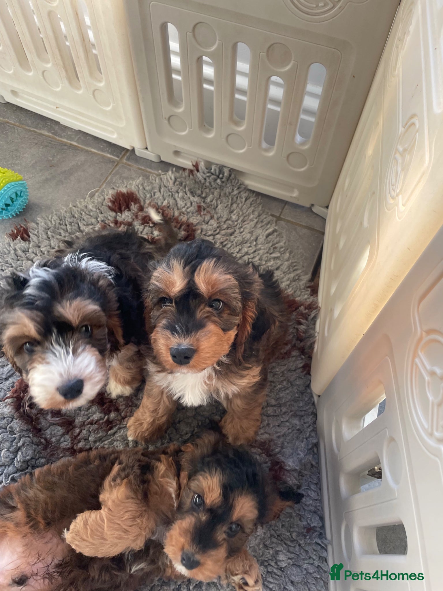 Cockapoo dogs Cockapoo Waiting list open (born 17 may) - Advert 16