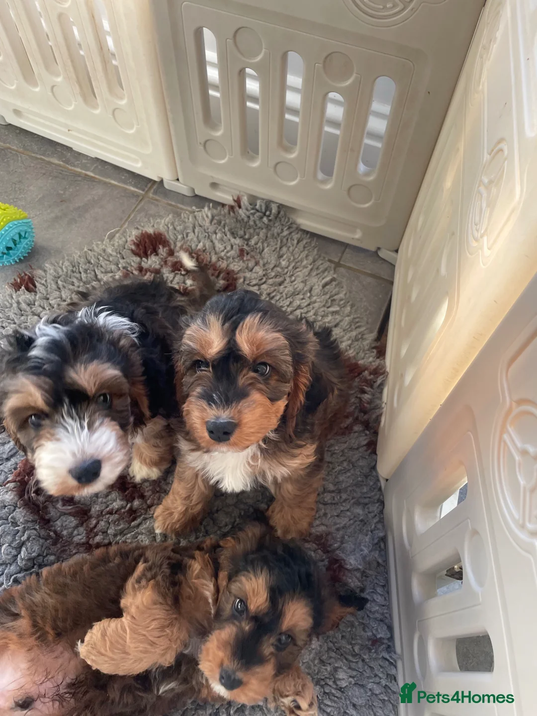 Cockapoo dogs for sale: Cockapoo Waiting list open  - Advert 9