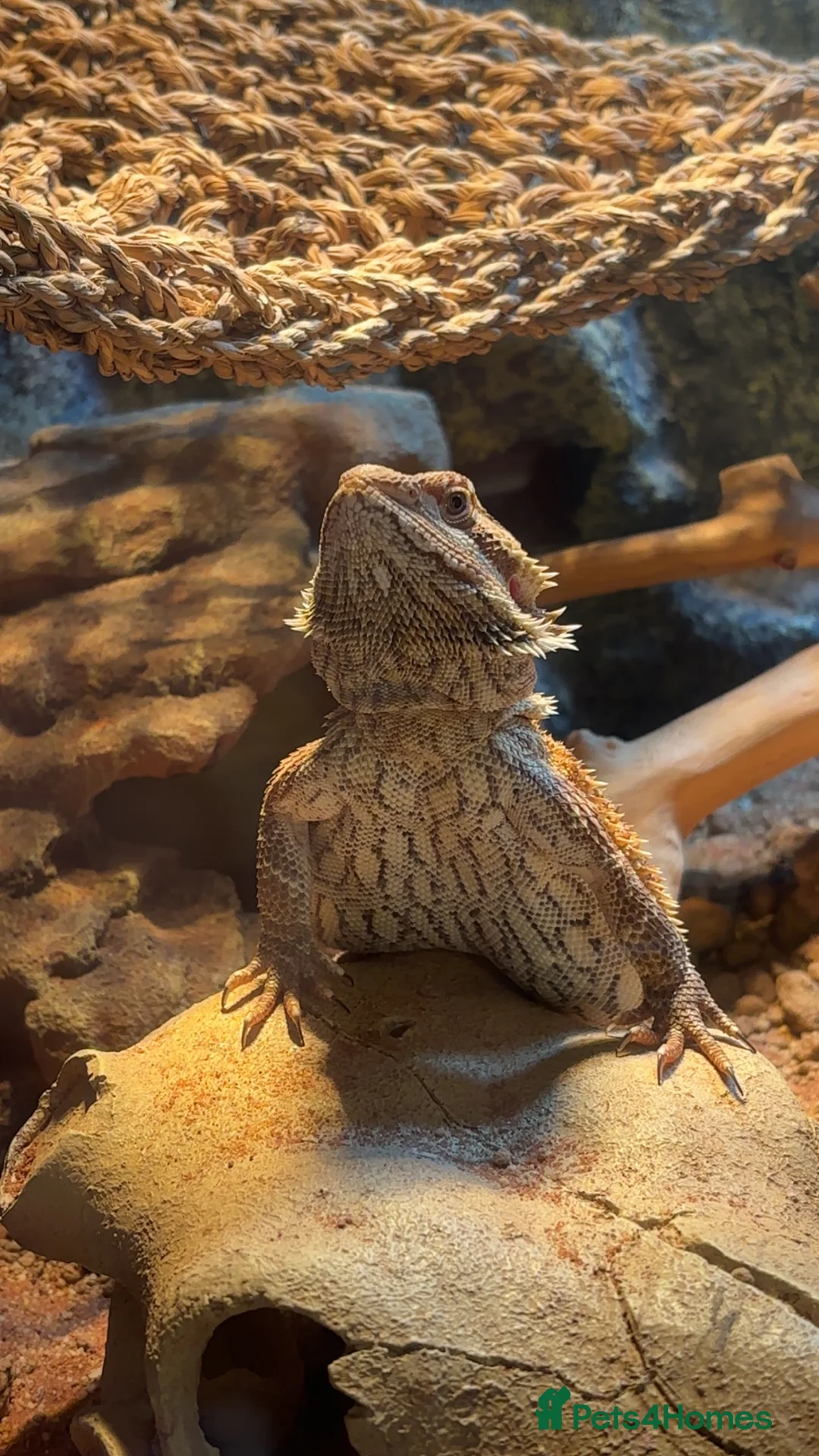 Bearded Dragon reptiles for sale: Bearded Dragon  - Advert 7
