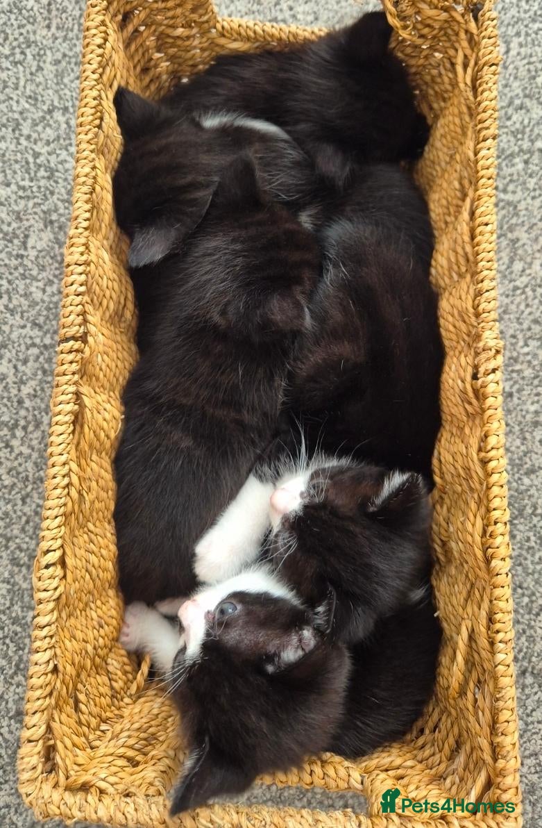 British Shorthair cats Adorable black and white kittens - Advert 15