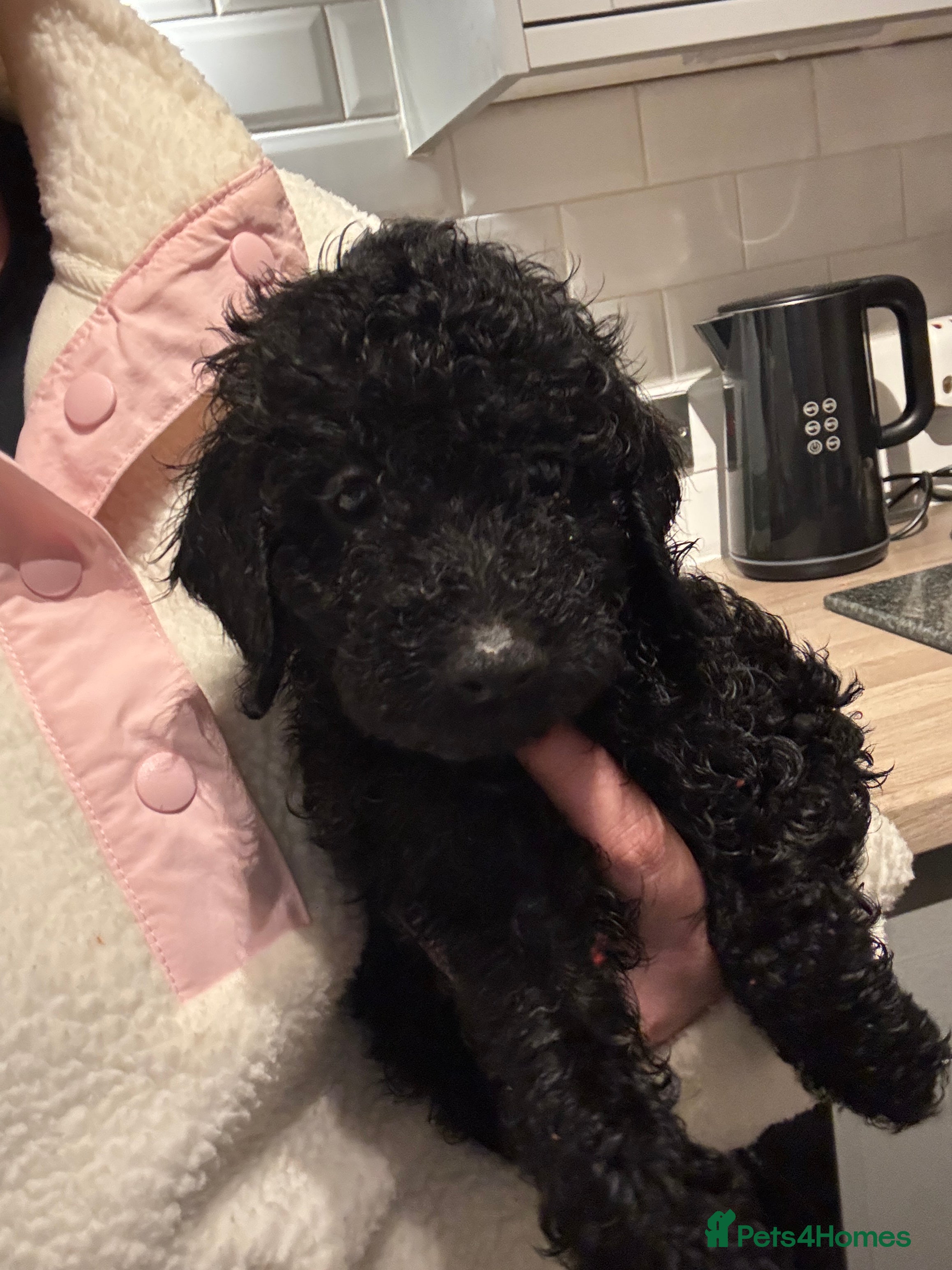 Cockapoo dogs Cockapoo puppies *1 black girl left* - Advert 2