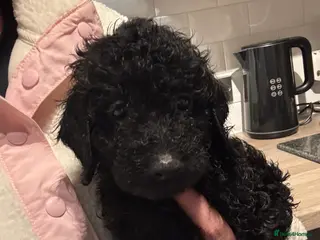 Cockapoo dogs Cockapoo puppy READY NOW *1 black girl left* - Advert 4
