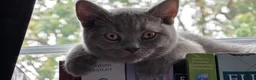 British Shorthair cats for sale: British short hair kittens  - Advert 8