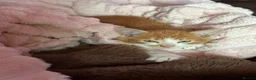 Mixed Breed cats for sale: Kittens Manchester Prices £40-£180 - Advert 18