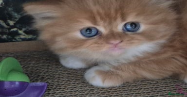 Scottish Fold cats - Advert 16