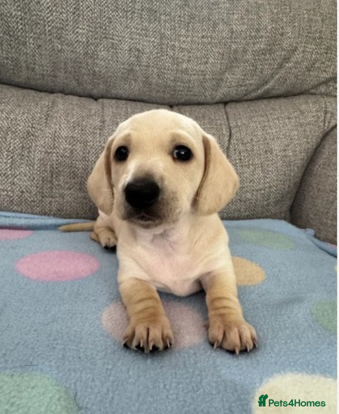 Miniature Dachshund dogs for sale: Adorable Home-Reared Miniature Dachshund Puppies ! - Advert 7