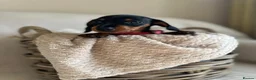 Miniature Dachshund dogs for sale: 🐾exceptional KC REGISTERED PRA clear  - Advert 3