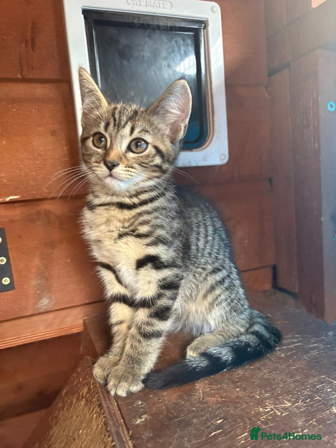 Mixed Breed cats for sale: Bsh x - Image 2