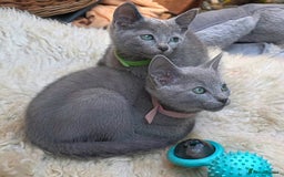 Russian Blue cats for sale: Pedigree Russian blue kittens NORTH LONDON  - Advert 2
