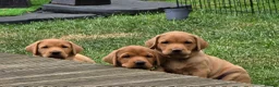Labrador Retriever dogs for sale: KC Reg. Fox Red Labrador Pups from Working Lines - Advert 1