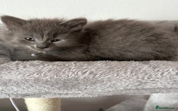 British Shorthair cats for sale: Beautiful bred British shorthairs  - Image 30