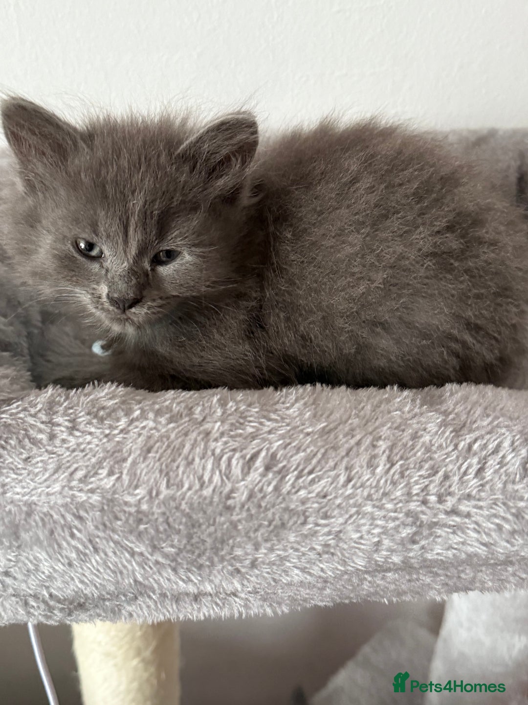 British Shorthair cats for sale: Beautiful bred British shorthairs  - Image 30