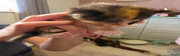 Mixed Breed cats for sale: Kittens for sale mixed litter  - Advert 14