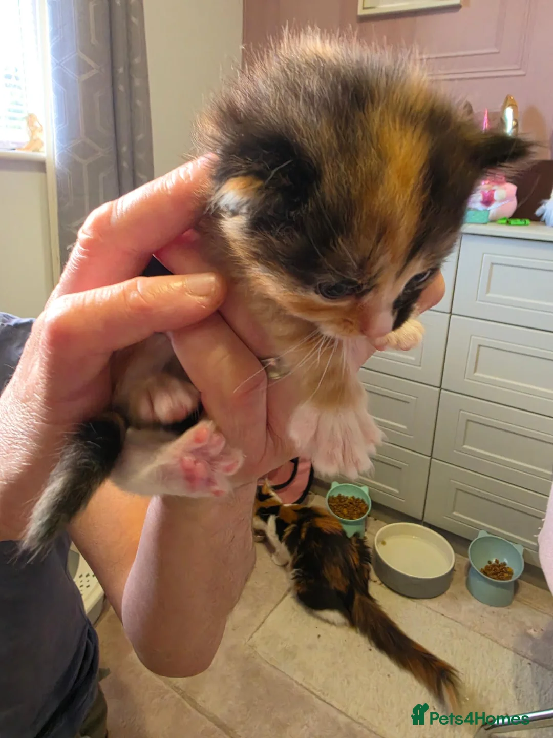 Mixed Breed cats for sale: Kittens for sale mixed litter  - Advert 14