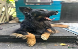 Mixed Breed dogs for sale: Rufty - Image 12