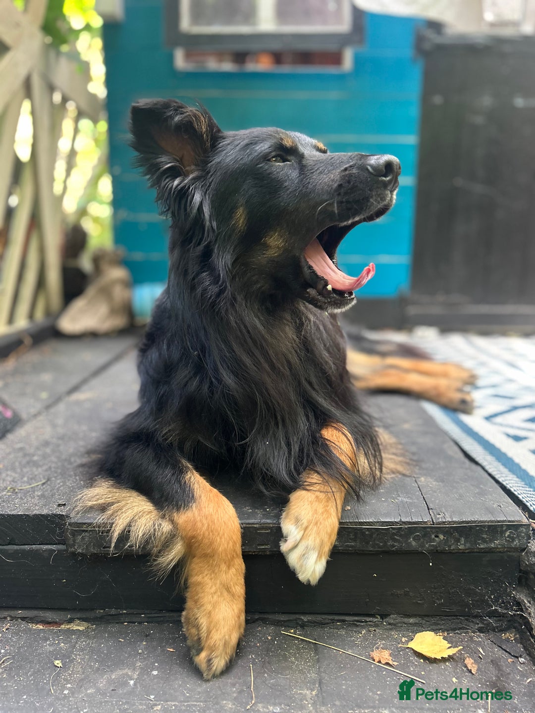 Mixed Breed dogs for sale: Rufty - Image 12