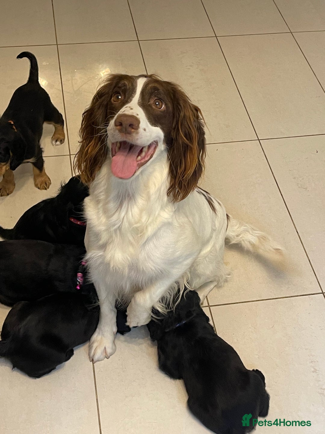 Sprocker dogs for sale: Beautiful Sprocker puppies HEALTH TESTED PARENTS - Image 8