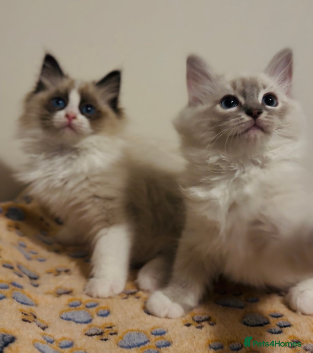 Ragdoll cats for sale: 💙🐾Tica full Pedigree🐾EU Ragdoll 🐱🐾DNA Clear - Image 22