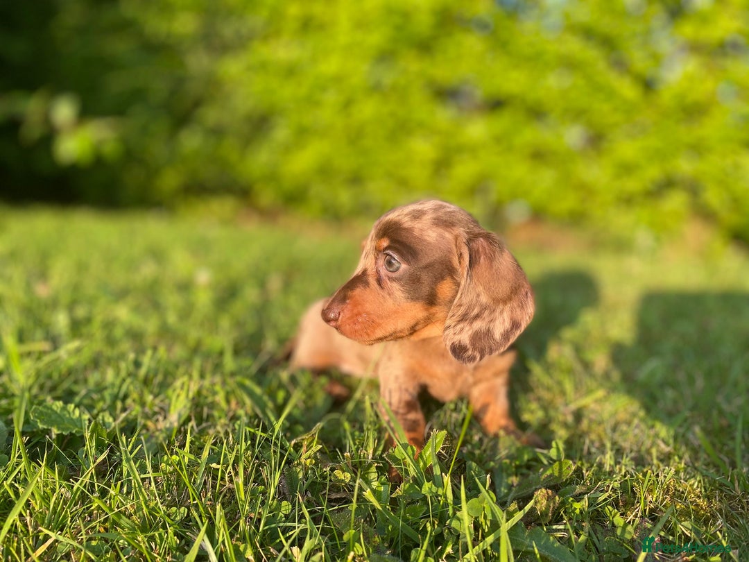 Miniature Dachshund dogs for sale: 3 x KC Chocolate Dapple girls - Image 3