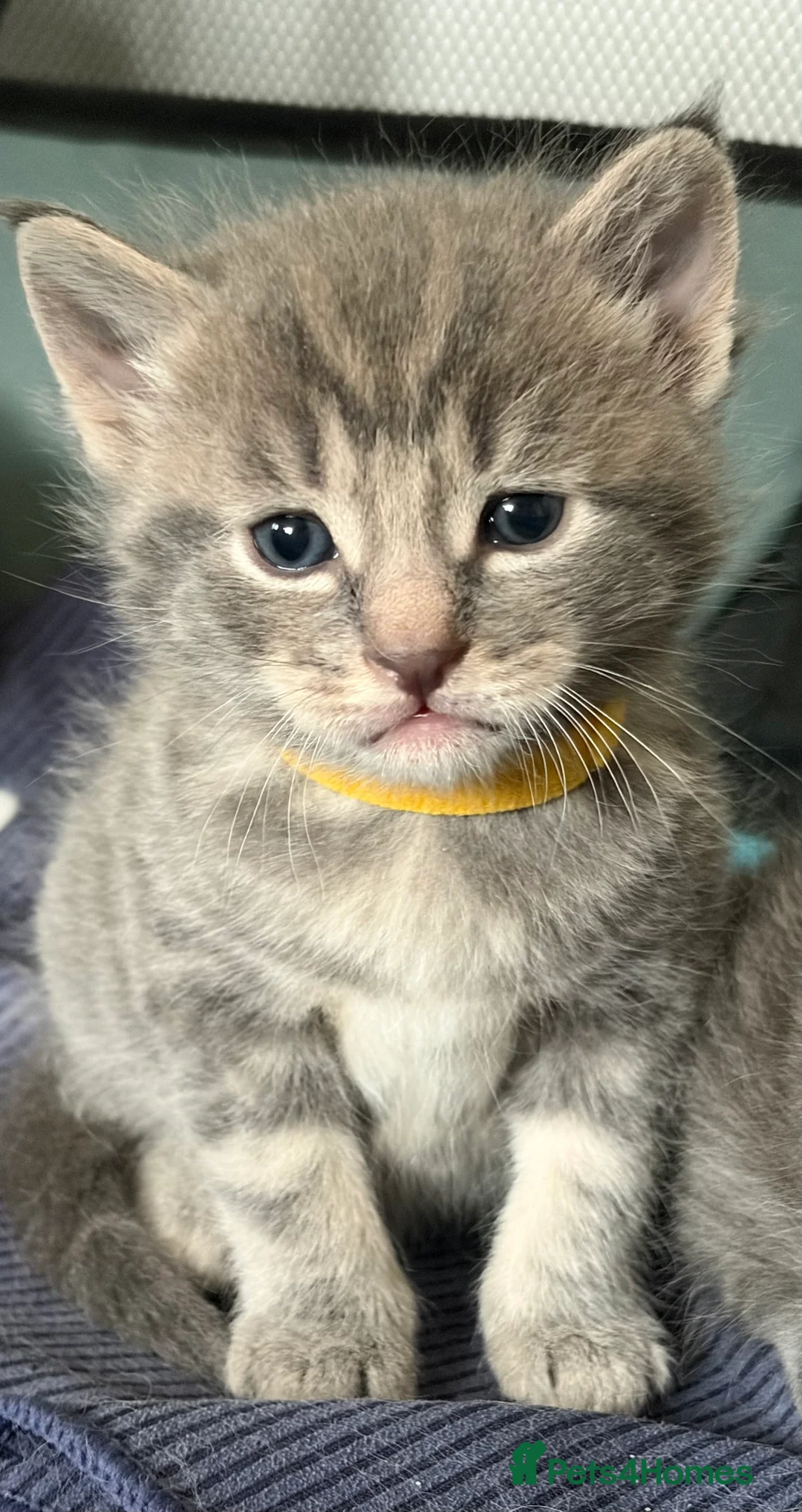 Mixed Breed cats for sale: Half Maincoon kittens  - Advert 2