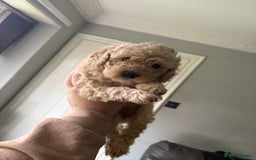 Miniature Poodle dogs for sale: Miniature poodles - Image 1