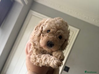 Miniature Poodle dogs for sale - Advert 1