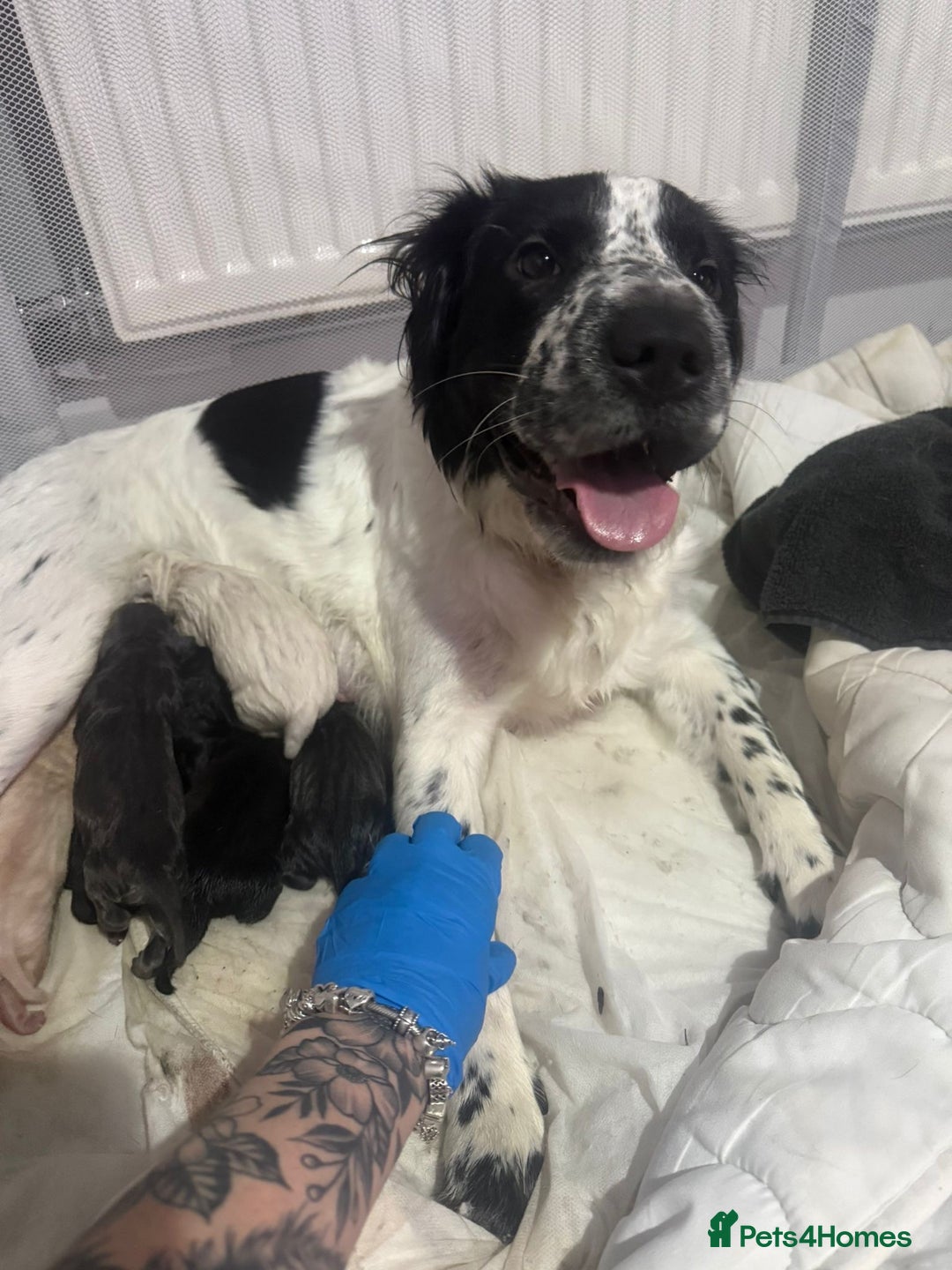 Mixed Breed dogs for sale: Beautiful cocker-Pei puppies - Advert 1