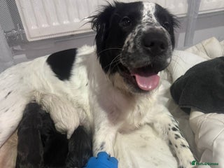 Mixed Breed dogs Beautiful cocker-Pei puppies - Advert 1