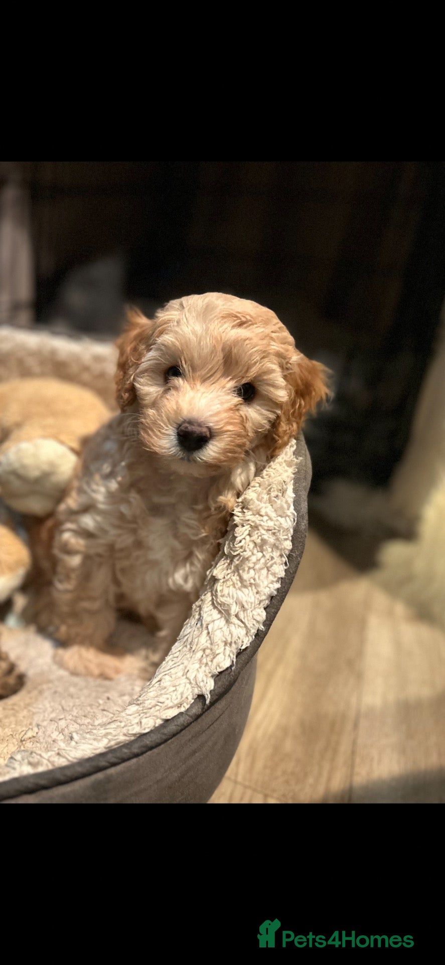 Cavapoo dogs Gorgeous stunning Rare girl Pup left!!! - Advert 1