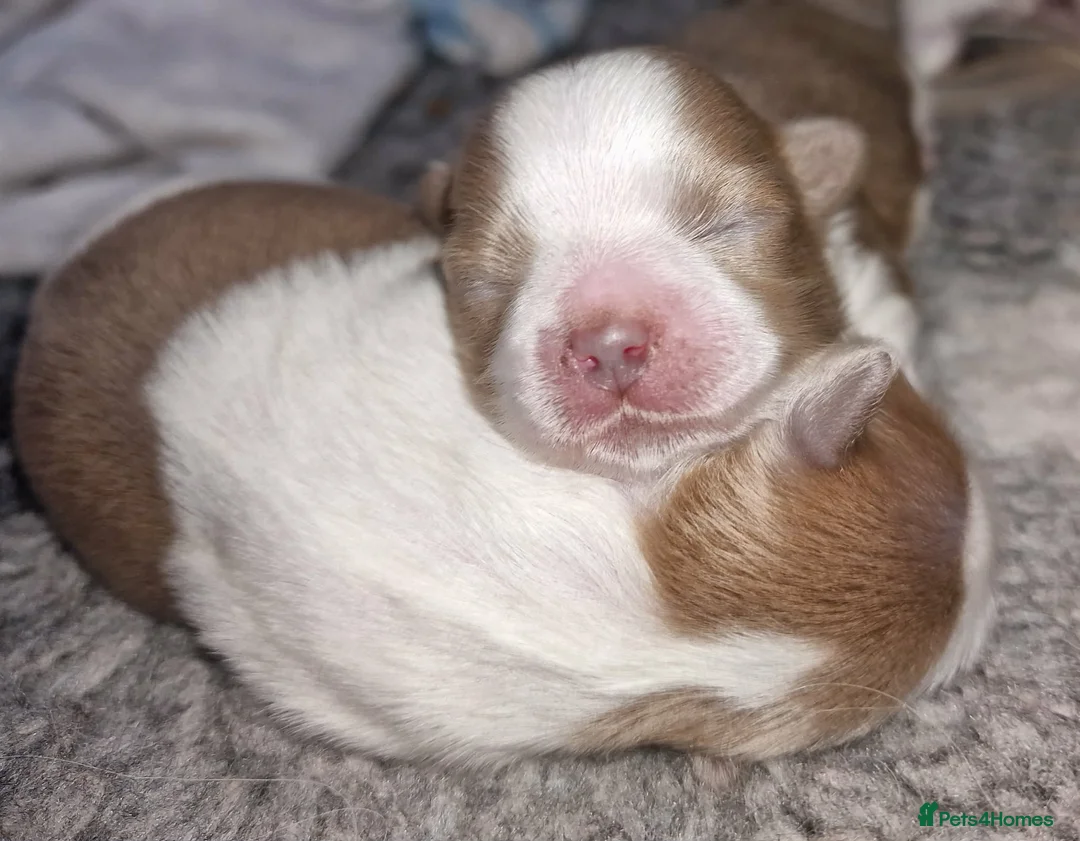 Toy Poodle dogs for sale: Superb lilac Imperial Shihpoos - Advert 2
