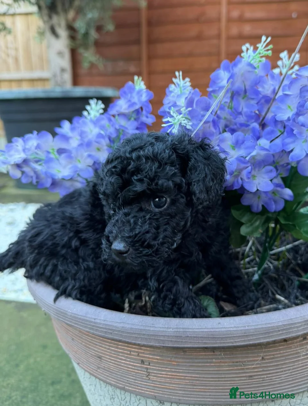 Toy Poodle dogs for sale: ⭐Quality KC Toy Poodle Pups⭐ - Advert 7